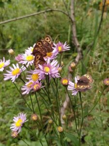 IMG_20220809_143318 - Batshireet 8km SE, Barh river valley - Erebia on Aster