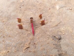 IMG_20220814_153150 - Norovlin center - Odonata