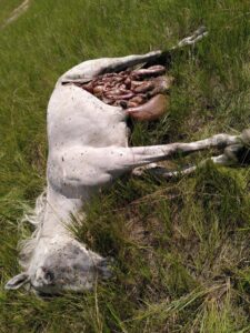 IMG_20220815_114533 - Toson Hulstay - dead horse near gazelle group