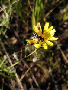 IMG_20220816_075125 - Toson Hulstay camp - Chrysotoxum sp