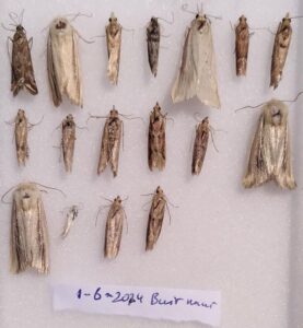 20240601 Buir nuur - doosje nachtvlinders