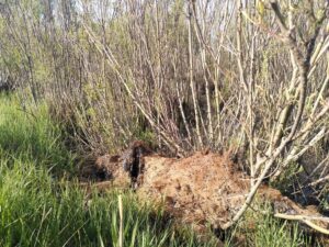 IMG_20240531_073155