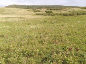 IMG_20240605_173810