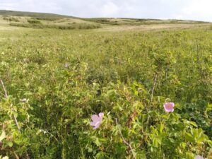 IMG_20240605_173825