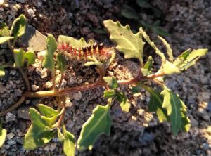 IMG_20240608_193840